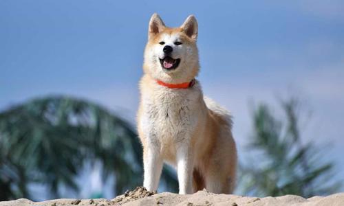 Câu chuyện chú chó Hachiko: Biểu tượng của lòng trung thành