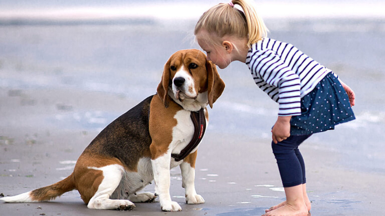 5 giống chó tuyệt vời để làm bạn với trẻ em