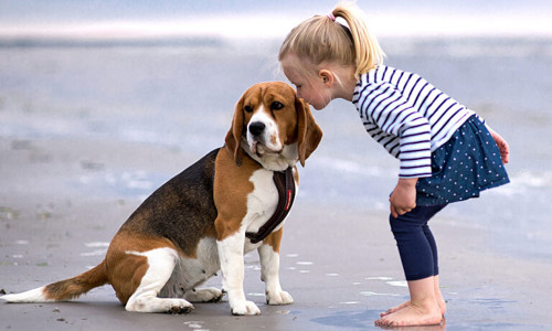 5 giống chó tuyệt vời để làm bạn với trẻ em