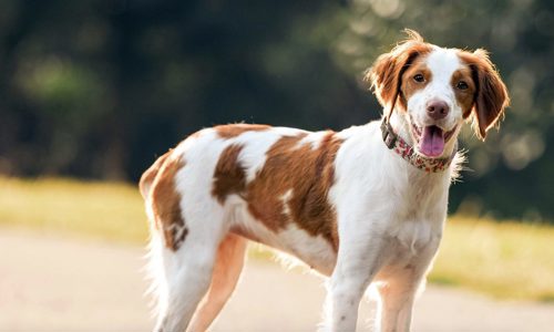 Top 7 giống chó không đuôi đáng yêu nhất