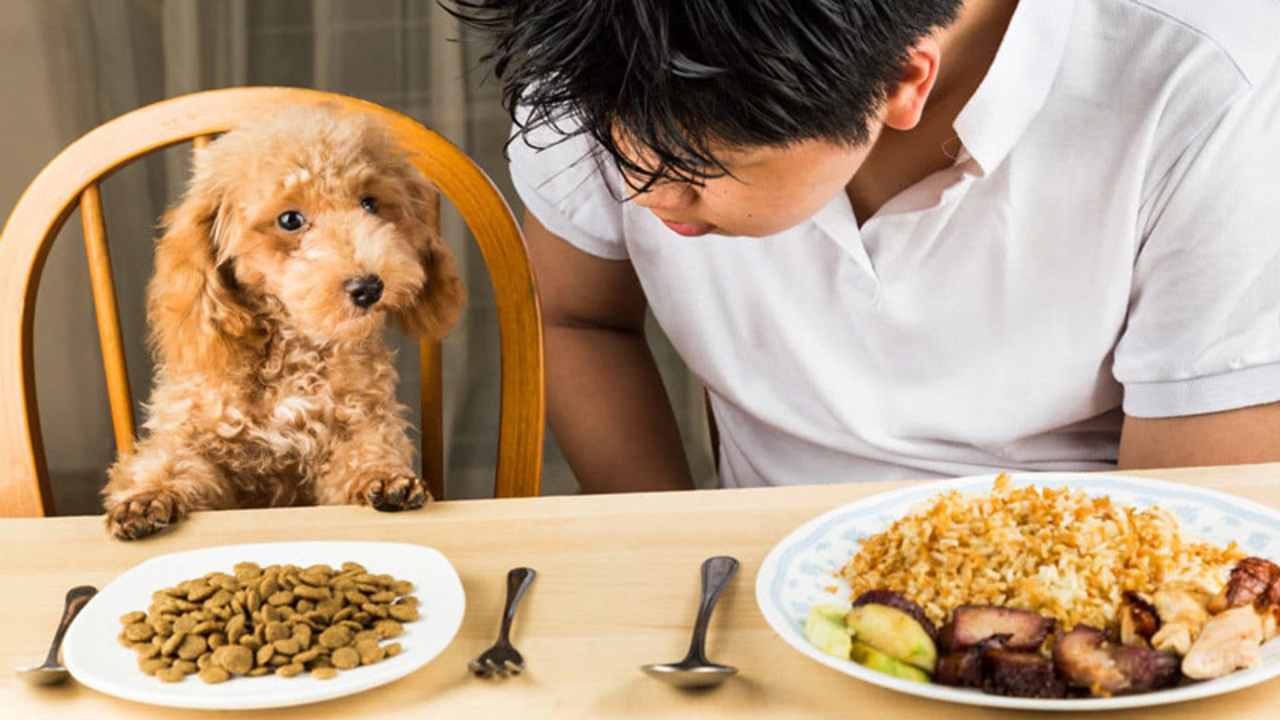 Cách huấn luyện chó ăn đúng giờ cực kỳ đơn giản