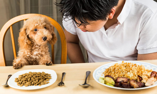 Cách huấn luyện chó ăn đúng giờ cực kỳ đơn giản