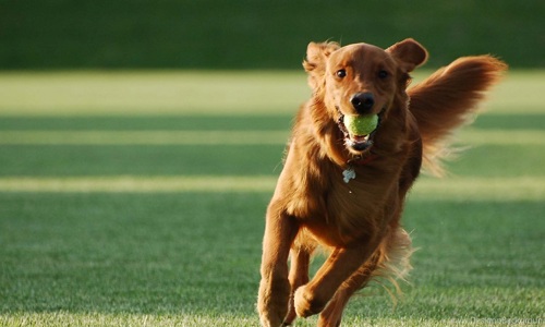 Cách huấn luyện chó biết bảo vệ chủ