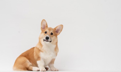 Toàn tập kiến thức về chó mông to Corgi: nguồn gốc, phân loại, đặc điểm, cách chăm sóc