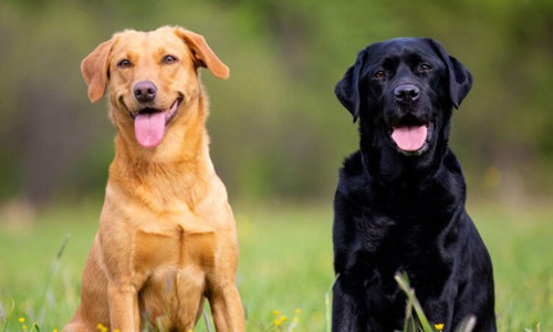 Từ A đến Z về chó Labrador: Nguồn gốc, tính cách và cách nuôi