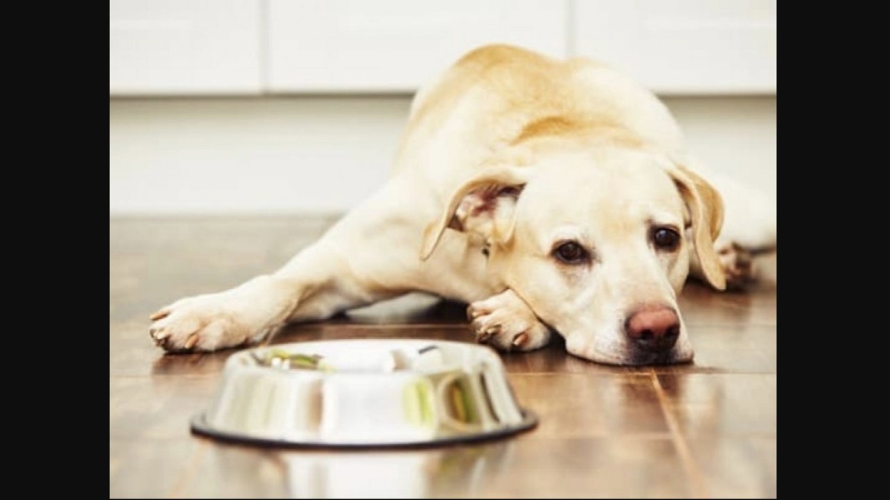 Chó biếng ăn: nguyên nhân do đâu? Và cách điều trị thế nào?