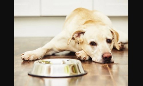 Chó biếng ăn: nguyên nhân do đâu? Và cách điều trị thế nào?