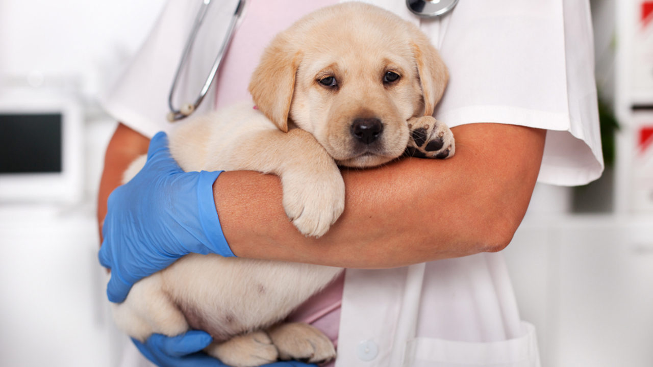 Tiêm vắc xin cho chó - Khám phá cẩm nang tiêm phòng giúp Doggo của bạn luôn khoẻ mạnh