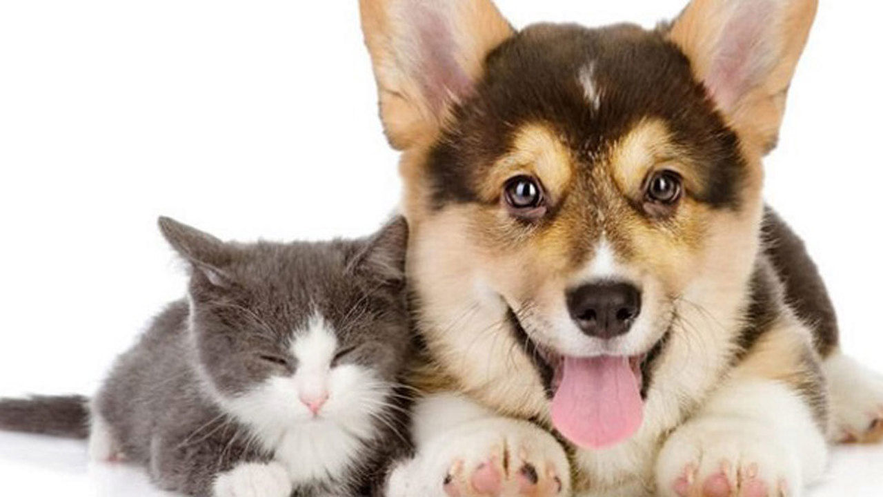 Cách tắm cho chó hết mùi hôi và luôn sạch sẽ