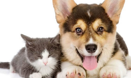 Cách tắm cho chó hết mùi hôi và luôn sạch sẽ