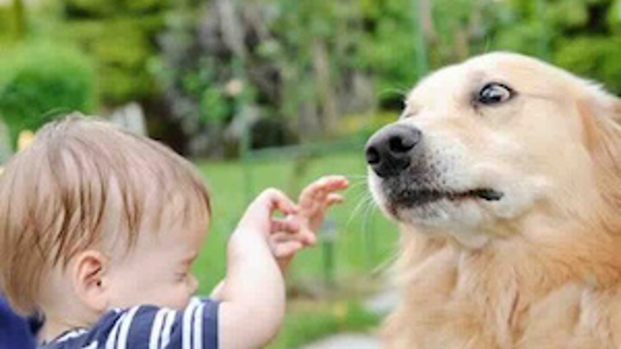 Nuôi chó khi có trẻ em, nên hay không? Top 5 cách giúp thiên thần nhỏ của bạn và doggo chung sống hoà thuận và an toàn