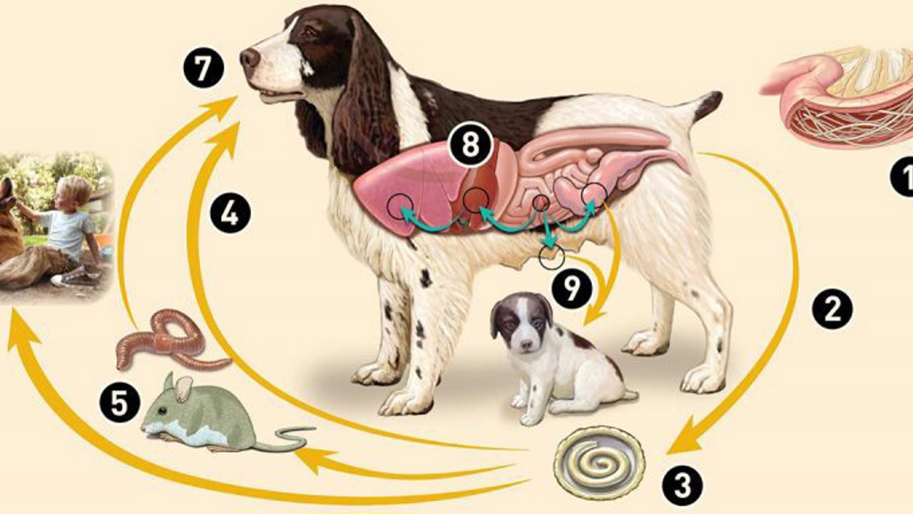 Tẩy giun định kỳ cho chó: Lịch trình chi tiết mà chủ nhân không thể bỏ qua