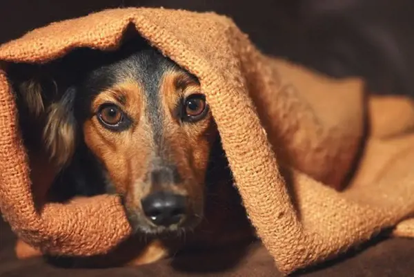 Khi chó sợ pháo hoa, điều quan trọng nhất là giúp chúng có một nơi cảm thấy an toàn