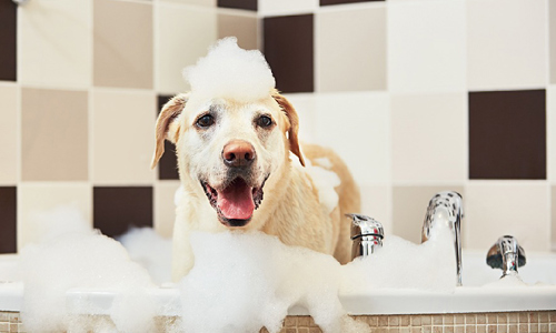 Top 7 loại sữa tắm cho chó an toàn và lành tính giúp cún yêu của bạn thơm tho và khoẻ mạnh