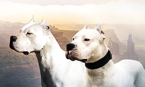 Top 7 giống chó dữ bị cấm nuôi ở một số quốc gia vì quá nguy hiểm