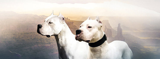 Top 7 giống chó dữ bị cấm nuôi ở một số quốc gia vì quá nguy hiểm