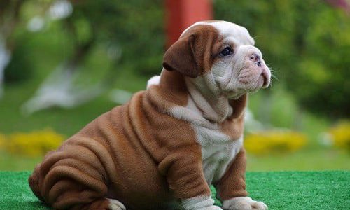 Chó mặt xệ giá bao nhiêu? Nguồn gốc và đặc điểm của chó mặt xệ