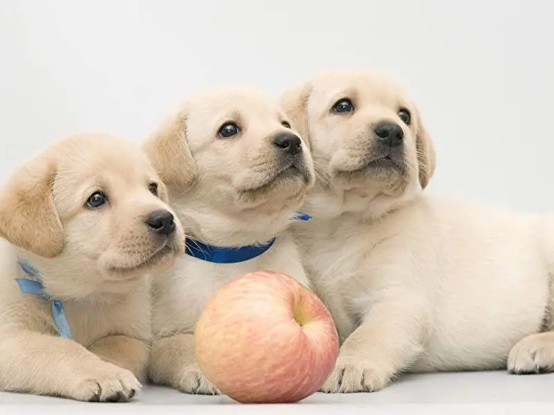 Với những bé cún “mù chữ”, cách học nhanh và tự nhiên nhất chính là học từ đồng loại