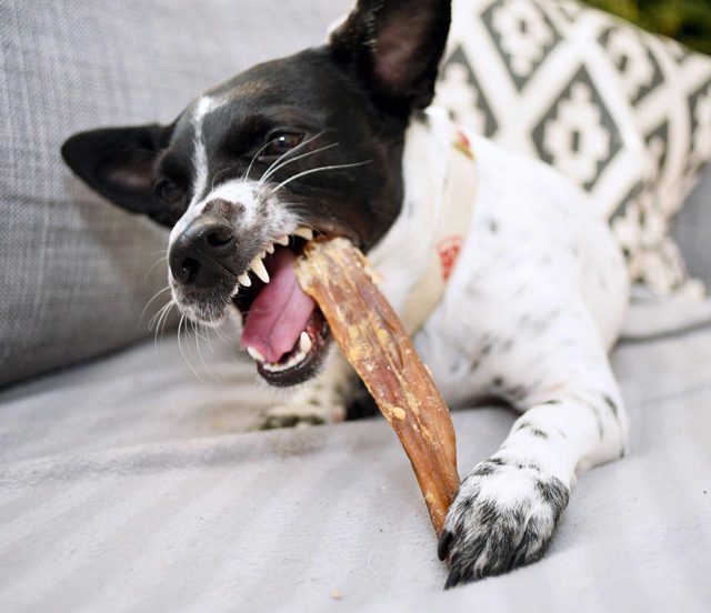 Hình ảnh chú chó gặm nhắm một món đồ chơi