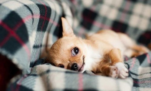 Chó Chihuahua - Nguồn gốc, đặc điểm, giá bán và cách nuôi