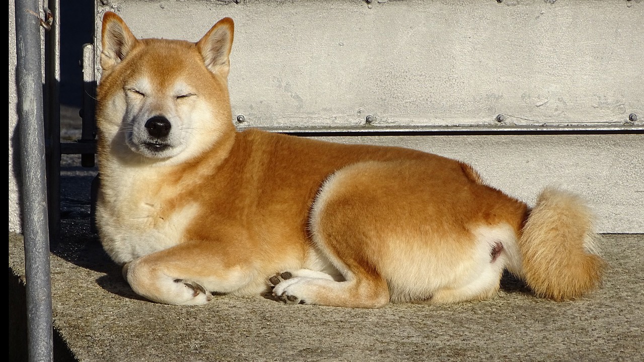 Shiba - Giống chó quý giá từ xứ sở hoa anh đào