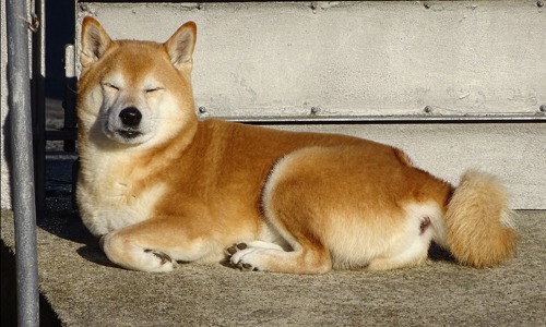 Shiba - Giống chó quý giá từ xứ sở hoa anh đào