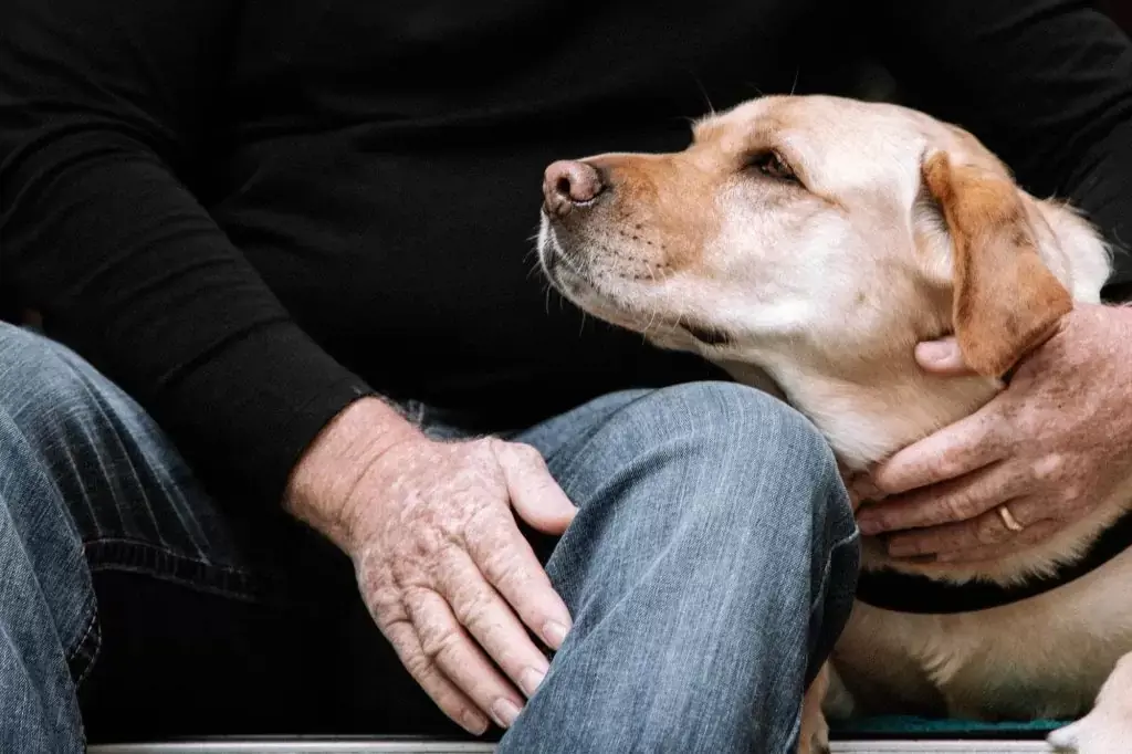 Việc chuyển sang một môi trường sống mới có thể là trải nghiệm đầy bỡ ngỡ đối với nhiều chú chó