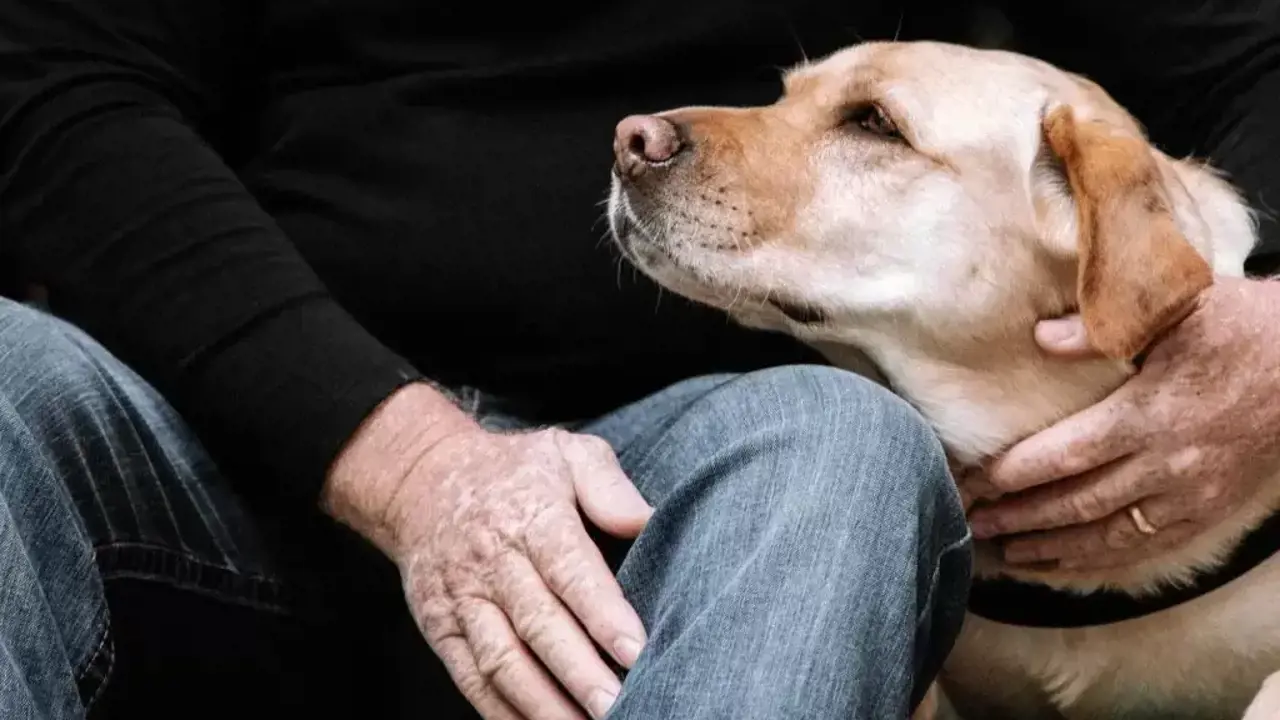 Vì sao chó thay đổi tính cách khi chuyển nhà? Top 5 cách hiệu quả giúp chó thích nghi nhanh với môi trường mới