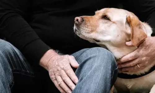 Vì sao chó thay đổi tính cách khi chuyển nhà? Top 5 cách hiệu quả giúp chó thích nghi nhanh với môi trường mới