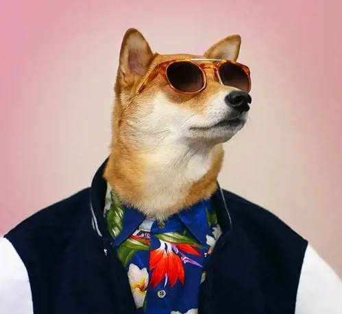 Hình ảnh chú chó ngầu lòi và phong cách với trang phục đẹp và kính râm