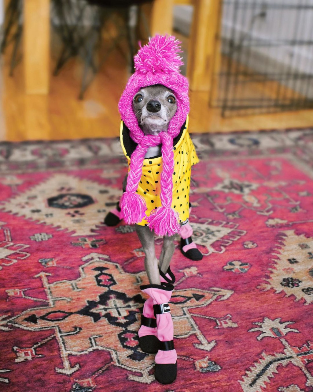 Hình ảnh một chú chó mặc áo len vàng và đội mũ len màu tím rất dễ thương và nổi bật