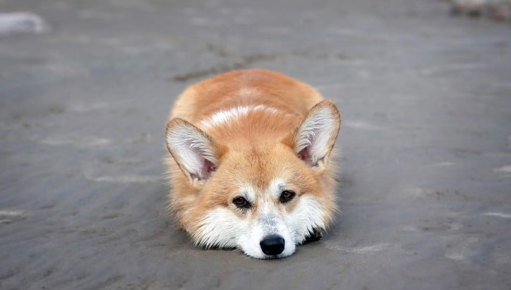 một chú chó corgi nằm bẹp trên đất trông như con cáo