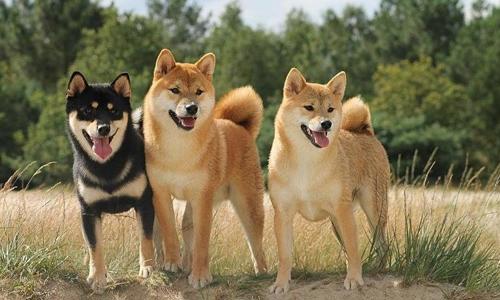  Điểm danh top 7 giống chó hiền lành nhất quả đất