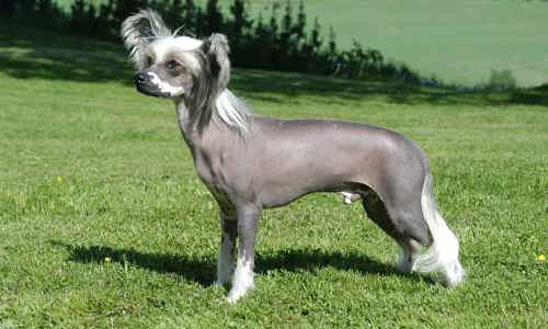 Chó không lông: giải pháp tuyệt vời cho hội con sen bị dị ứng với lông chó