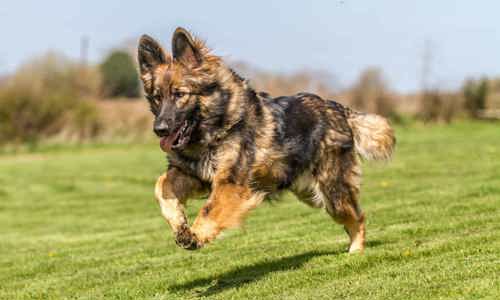 7 giống chó nghiệp vụ thông minh được cảnh sát tin dùng nhất