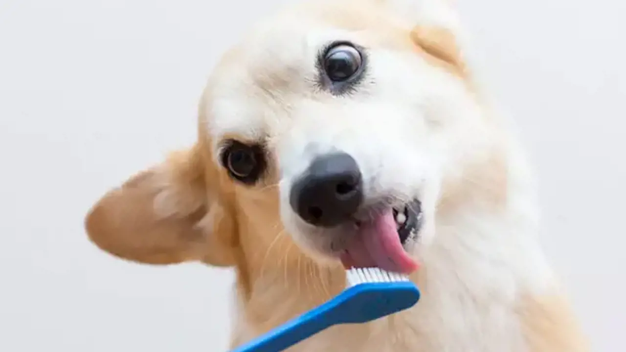 Chó mù chữ: Nguyên nhân và top 7 tips khắc phục hiệu quả