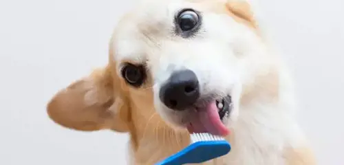 Chó mù chữ: Nguyên nhân và top 7 tips khắc phục hiệu quả