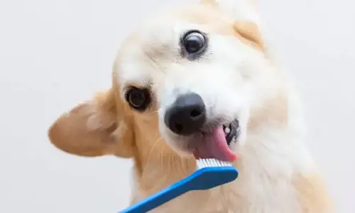 Chó mù chữ: Nguyên nhân và top 7 tips khắc phục hiệu quả