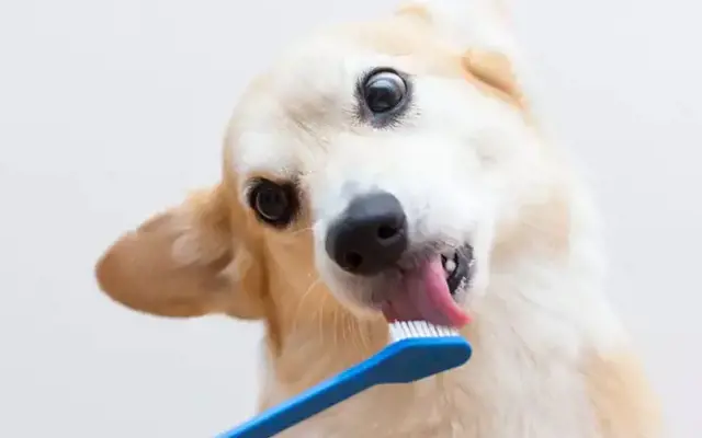 Chó mù chữ: Nguyên nhân và top 7 tips khắc phục hiệu quả