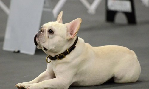 Top 7 giống chó Pháp nổi tiếng nhất