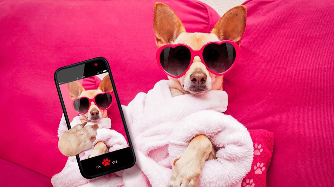 Top 5 shop áo mùa đông cho chó tại Hà Nội cực xinh và chất lượng