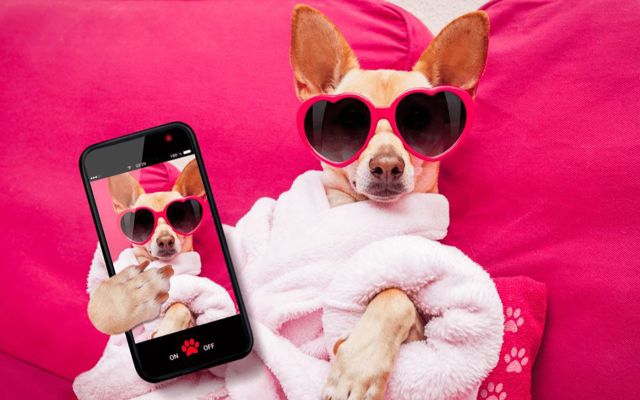 Top 5 shop áo mùa đông cho chó tại Hà Nội cực xinh và chất lượng