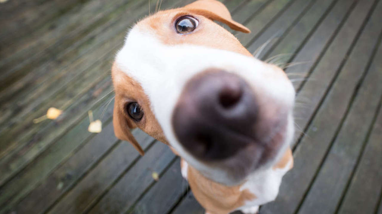 Hối hận sau khi nuôi chó: Hiểu về hội chứng “post - adoption blues” mà nhiều người đã trải qua