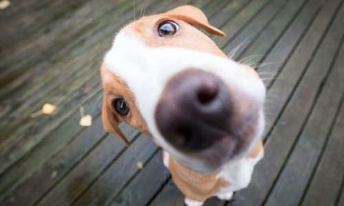 Hối hận sau khi nuôi chó: Hiểu về hội chứng “post - adoption blues” mà nhiều người đã trải qua