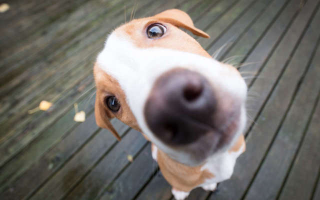 Hối hận sau khi nuôi chó: Hiểu về hội chứng “post - adoption blues” mà nhiều người đã trải qua