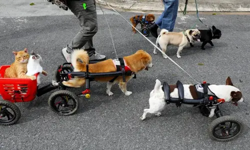  Vì sao chó bị liệt hai chân sau? nguyên nhân và cách điều trị