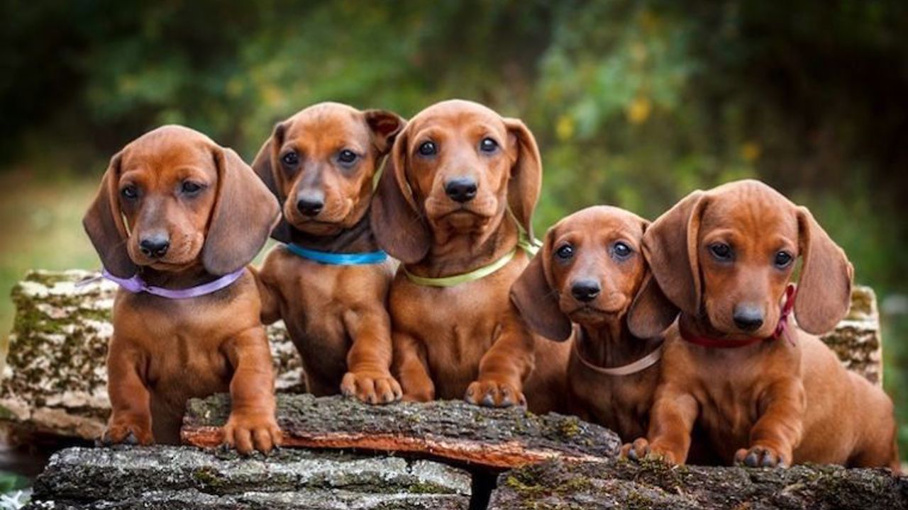 Dachshund: Chó lạp xưởng - Giống chó độc đáo và thú vị