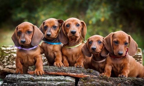 Dachshund: Chó lạp xưởng - Giống chó độc đáo và thú vị
