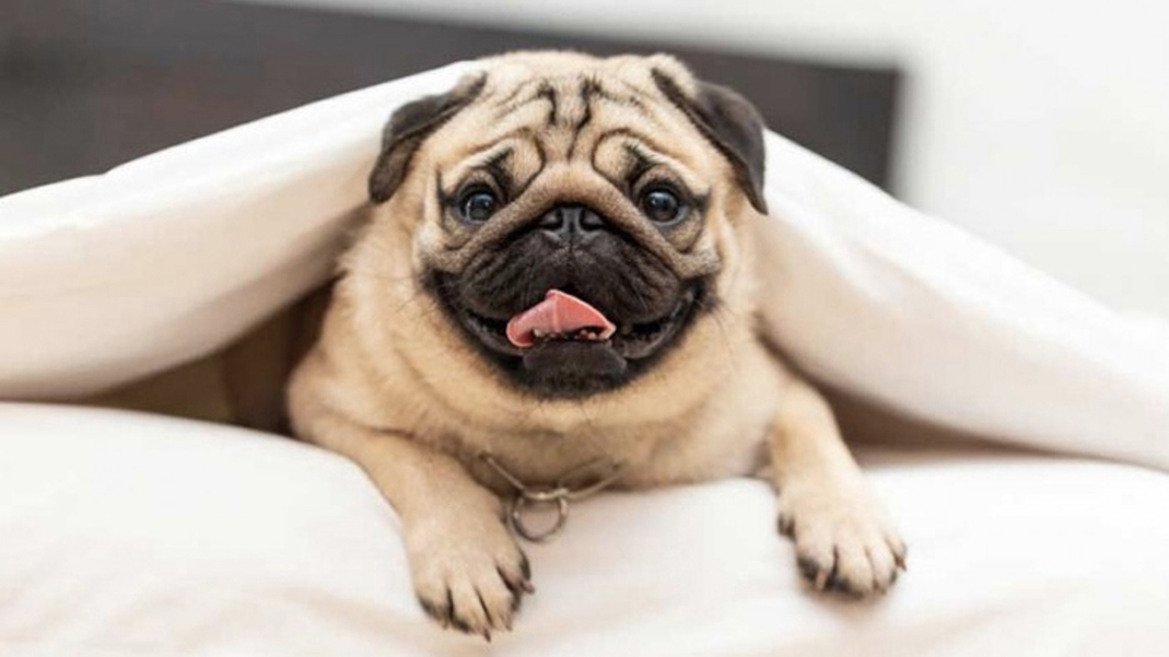 Chó Pug có mùi hôi? Xử lý không khó chút nào