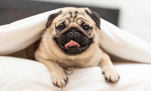 Chó Pug mặt xệ - giống chó dễ thương độc đáo